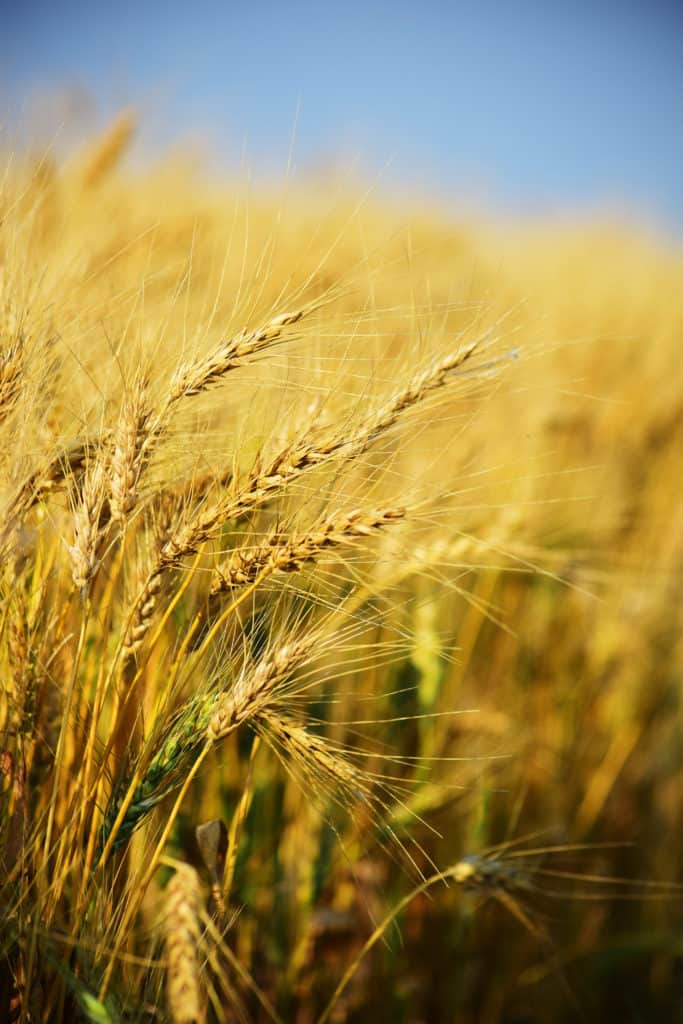 Wheat in a field can cause grain dust explosion if not processed correctly